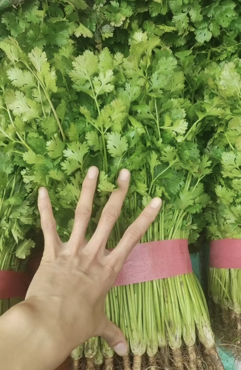 超市精品香菜，30到40厘米左右，价格实惠。品质保证