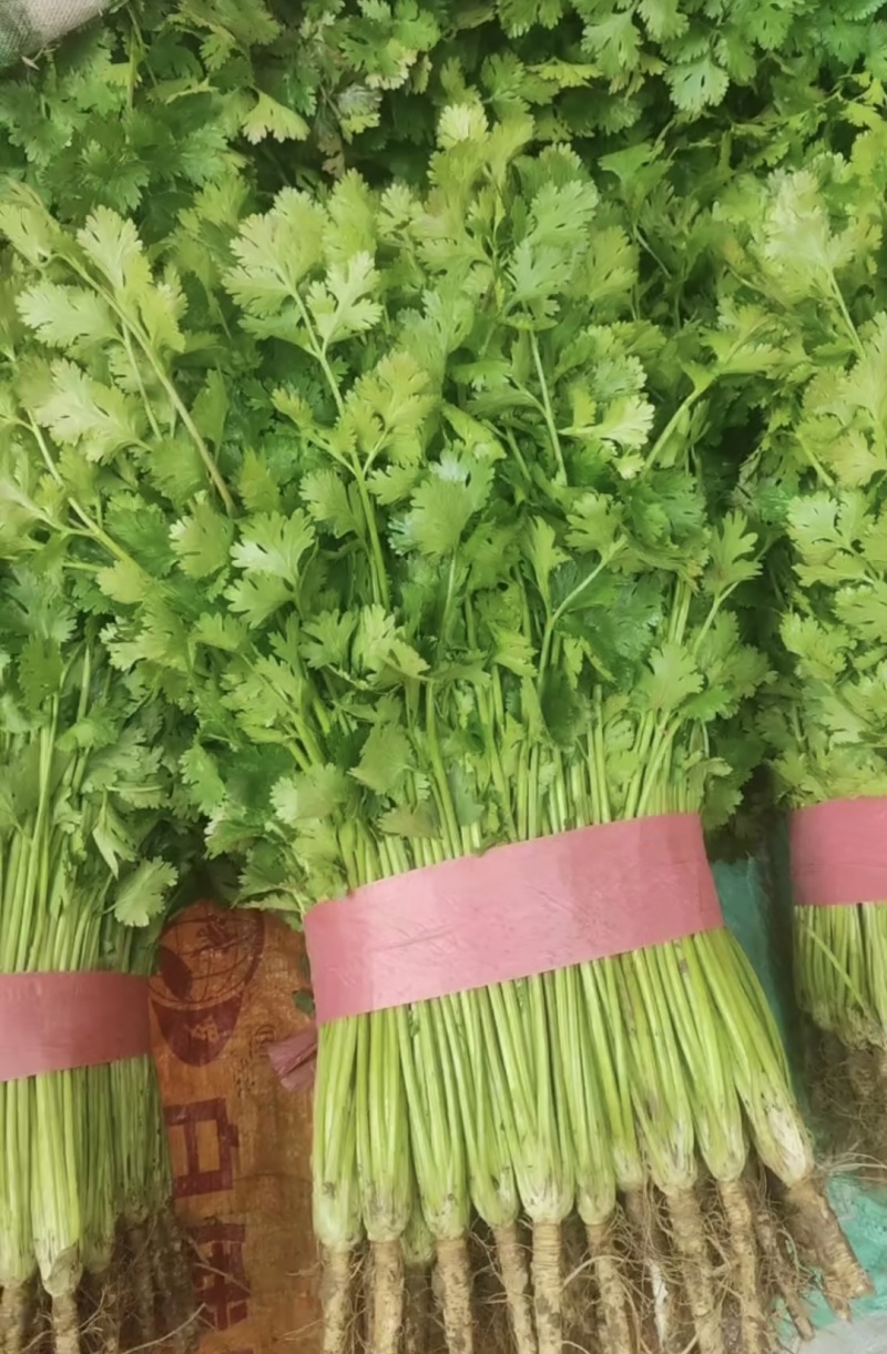 超市精品香菜，30到40厘米左右，价格实惠。品质保证