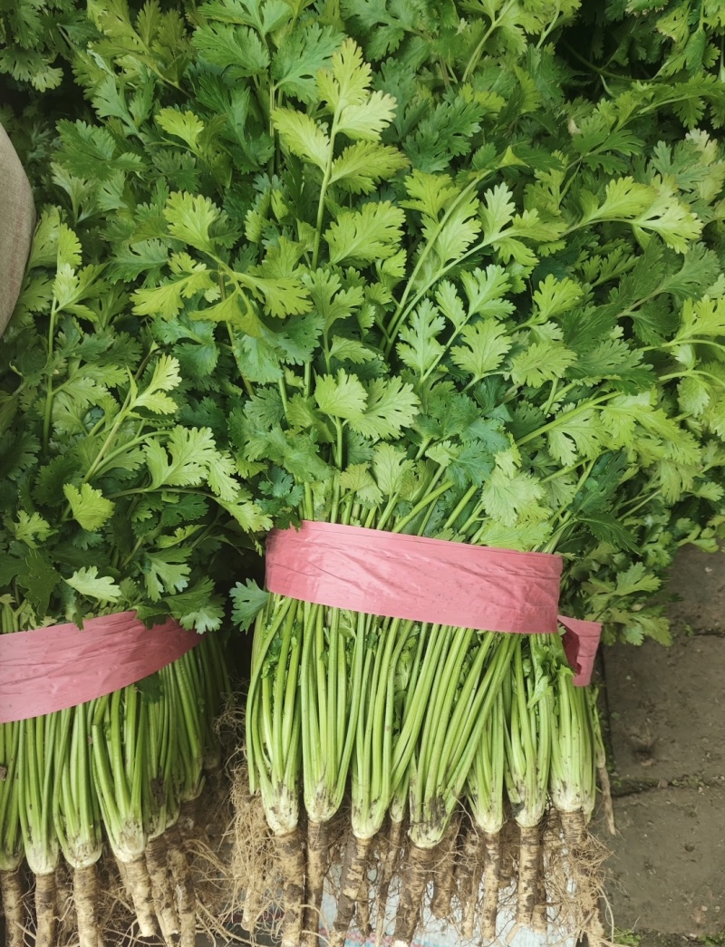 超市精品香菜，30到40厘米左右，价格实惠。品质保证