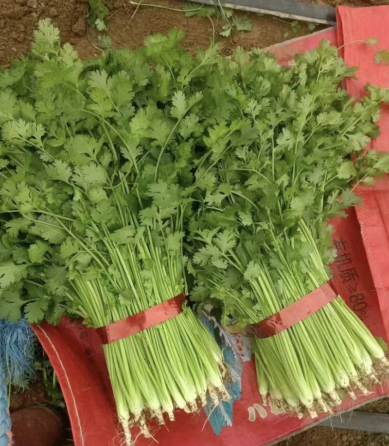 超市精品香菜，30到40厘米左右，价格实惠。品质保证