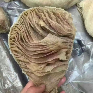 纯干牛百叶，预煮，没有碱发水发