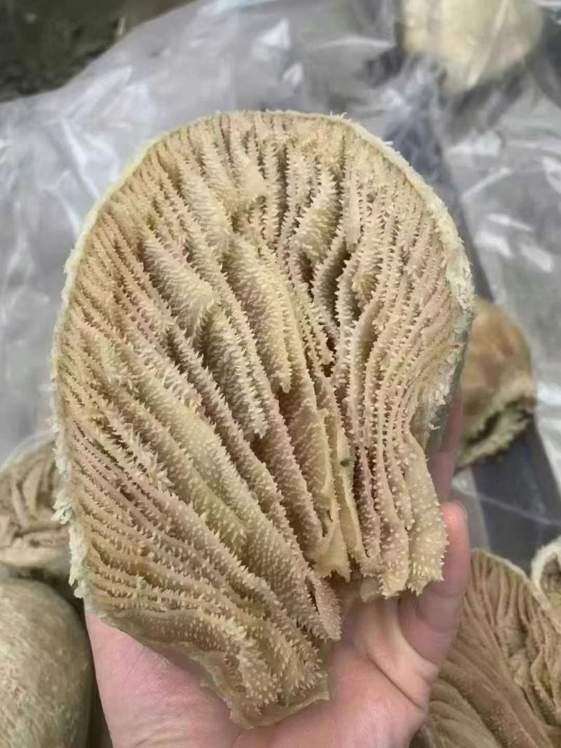 纯干牛百叶，预煮，没有碱发水发