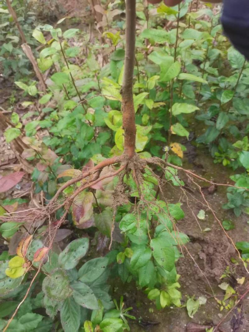 实生梨树苗棠梨杜梨酸梨等优质嫁接砧木基地直供提供技术指导