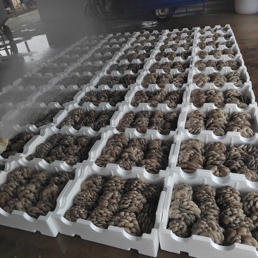 杨林寨头茬鲜平菇
