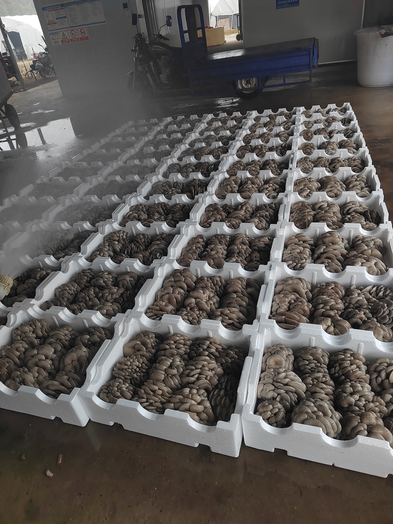 杨林寨头茬鲜平菇