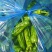 线椒薄皮椒需要的老板联系