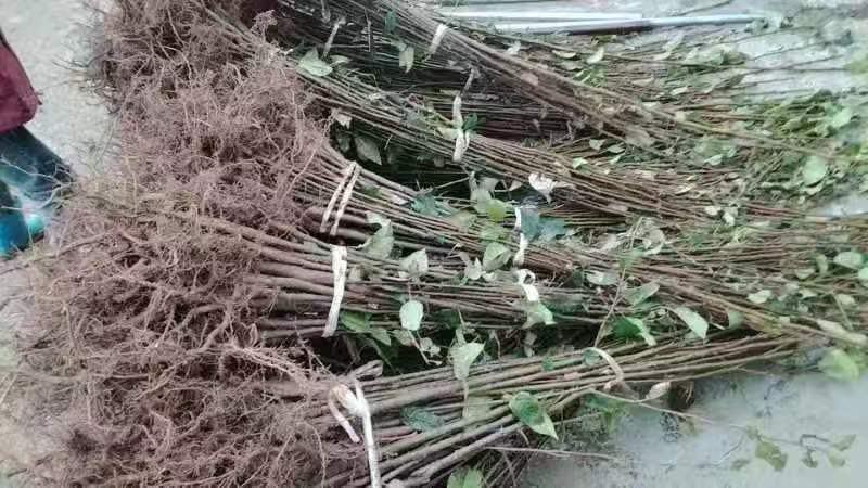 实生梨树苗棠梨杜梨酸梨等优质嫁接砧木基地直供提供技术指导