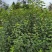 实生梨树苗棠梨杜梨酸梨等优质嫁接砧木基地直供提供技术指导