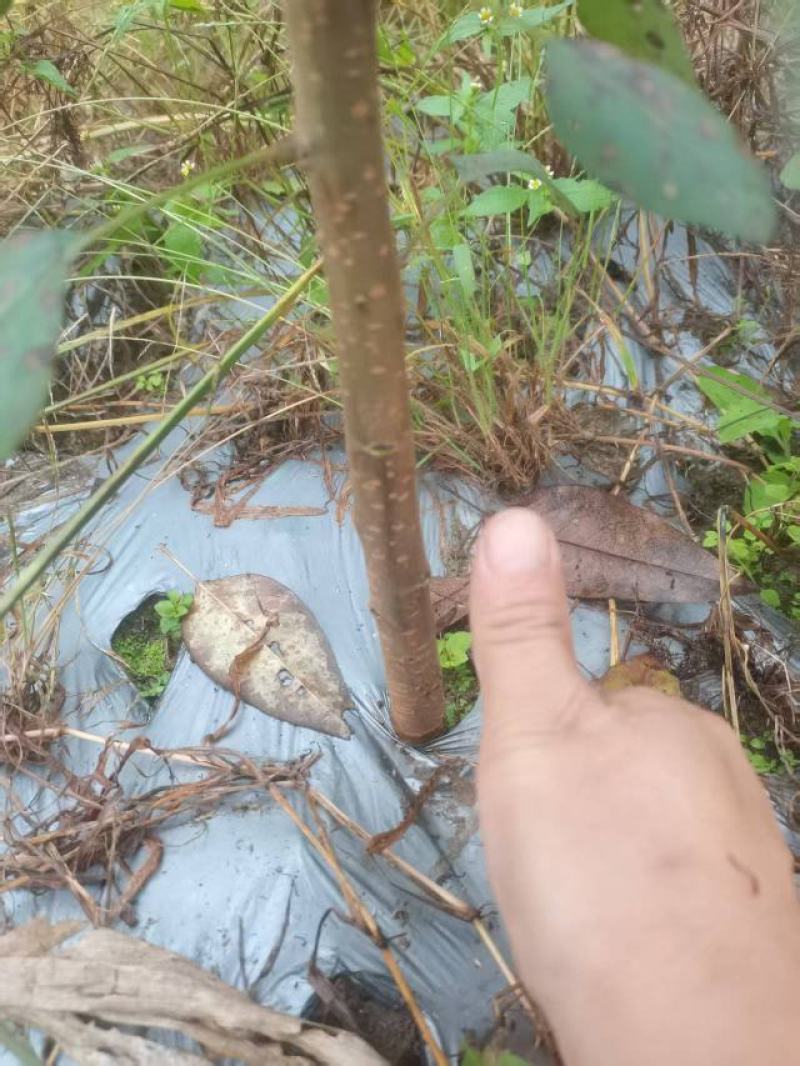实生梨树苗棠梨杜梨酸梨等优质嫁接砧木基地直供提供技术指导