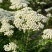 澳洲米花白色米花白色米花