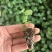 蓝星花日本蓝星花蓝色蓝星花穴盘苗