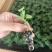 蓝星花日本蓝星花蓝色蓝星花穴盘苗