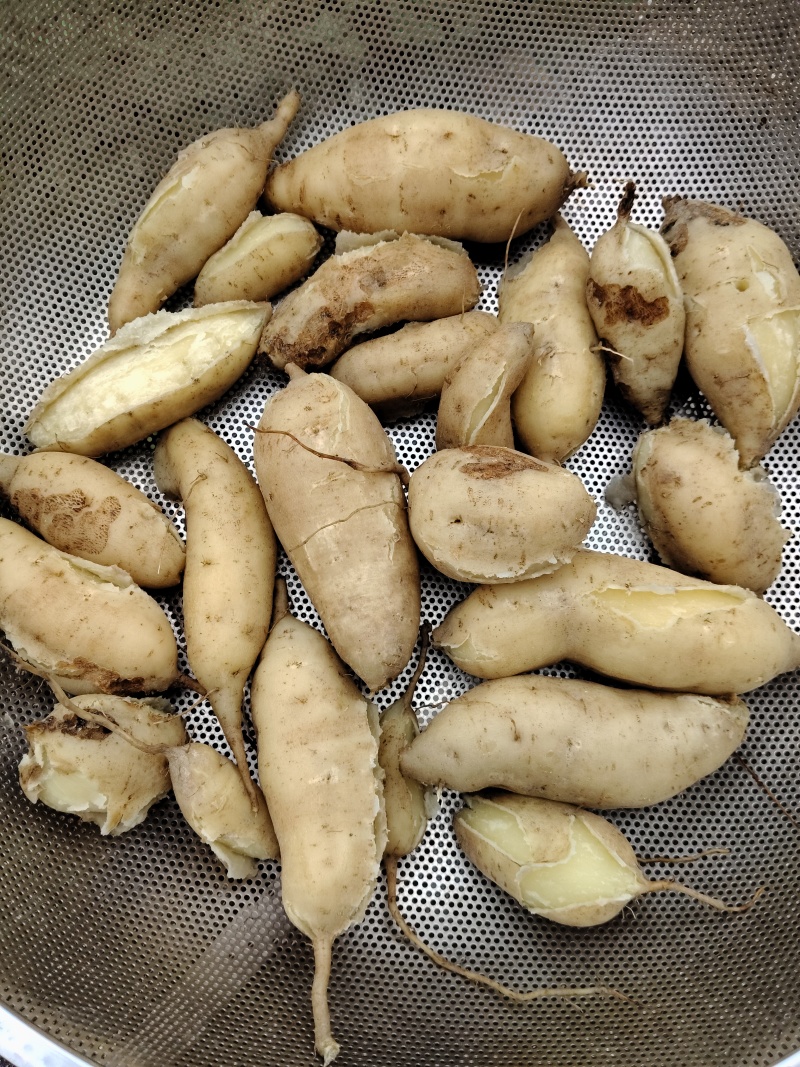 自家种白心薯口感粉糯甜