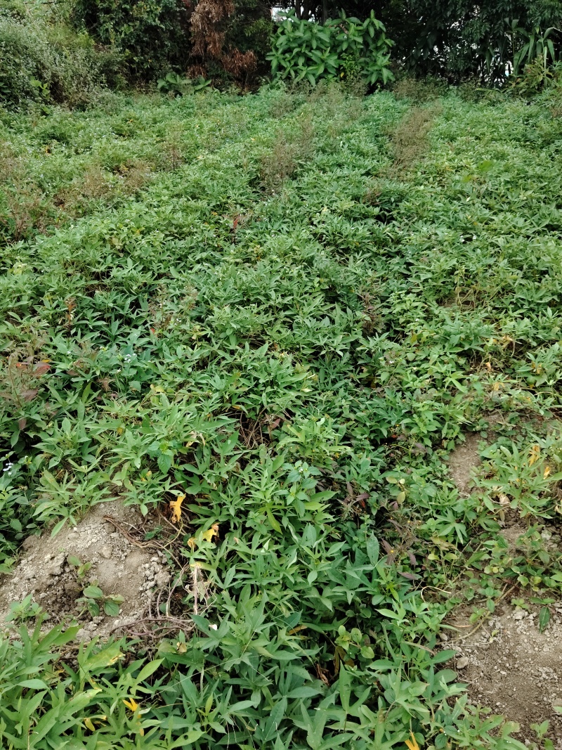 自家种白心薯口感粉糯甜