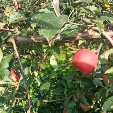 云南省昭通丑苹果
