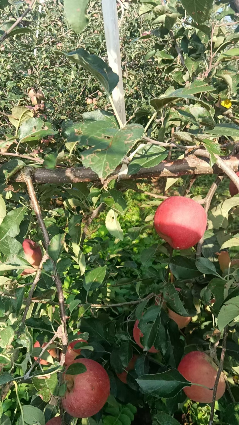 云南省昭通丑苹果