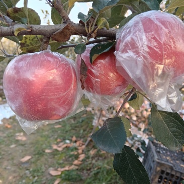 自家的苹果