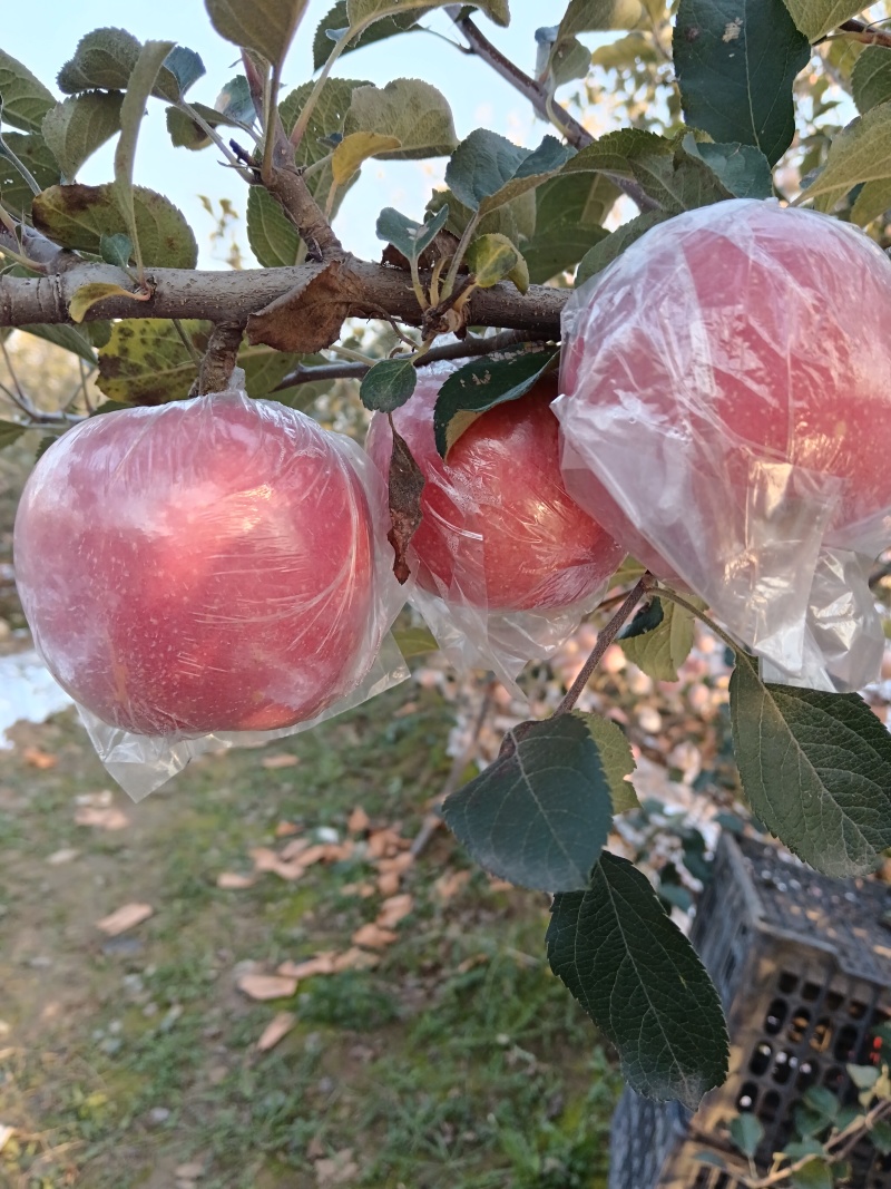 自家的苹果