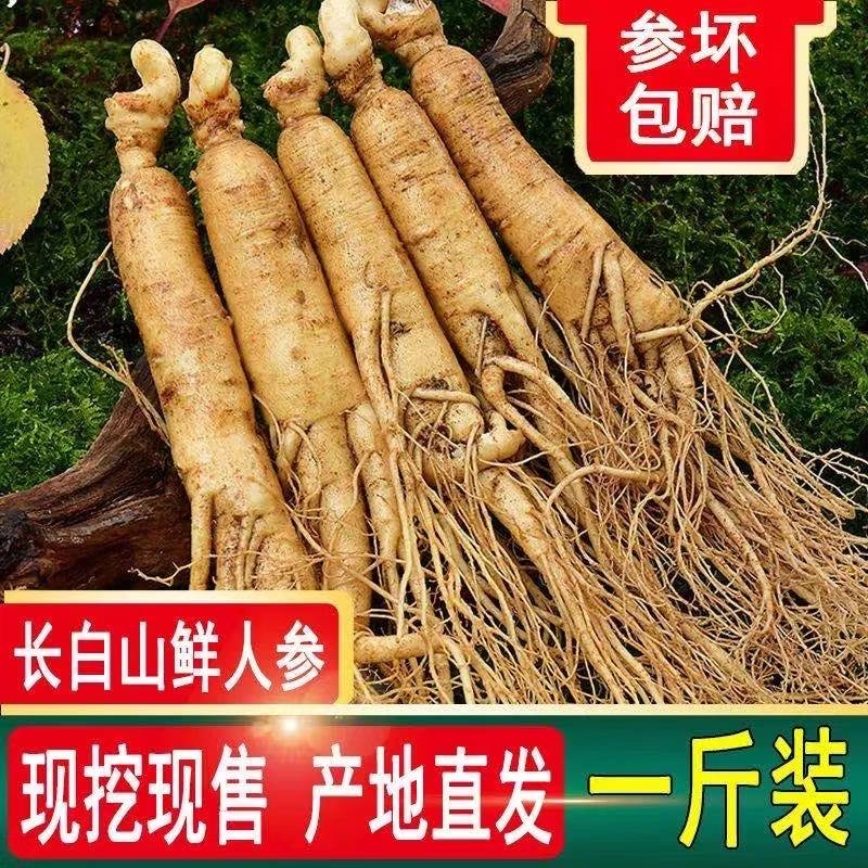 新鲜人参（批发）长白山鲜人参现挖现售产地直发