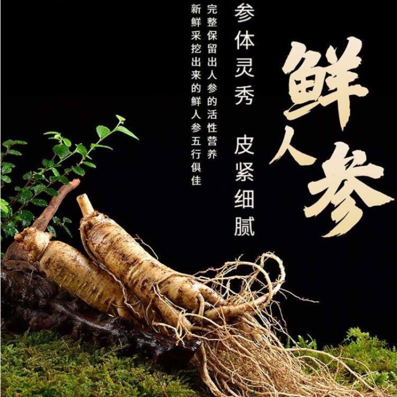 新鲜人参（批发）长白山鲜人参现挖现售产地直发