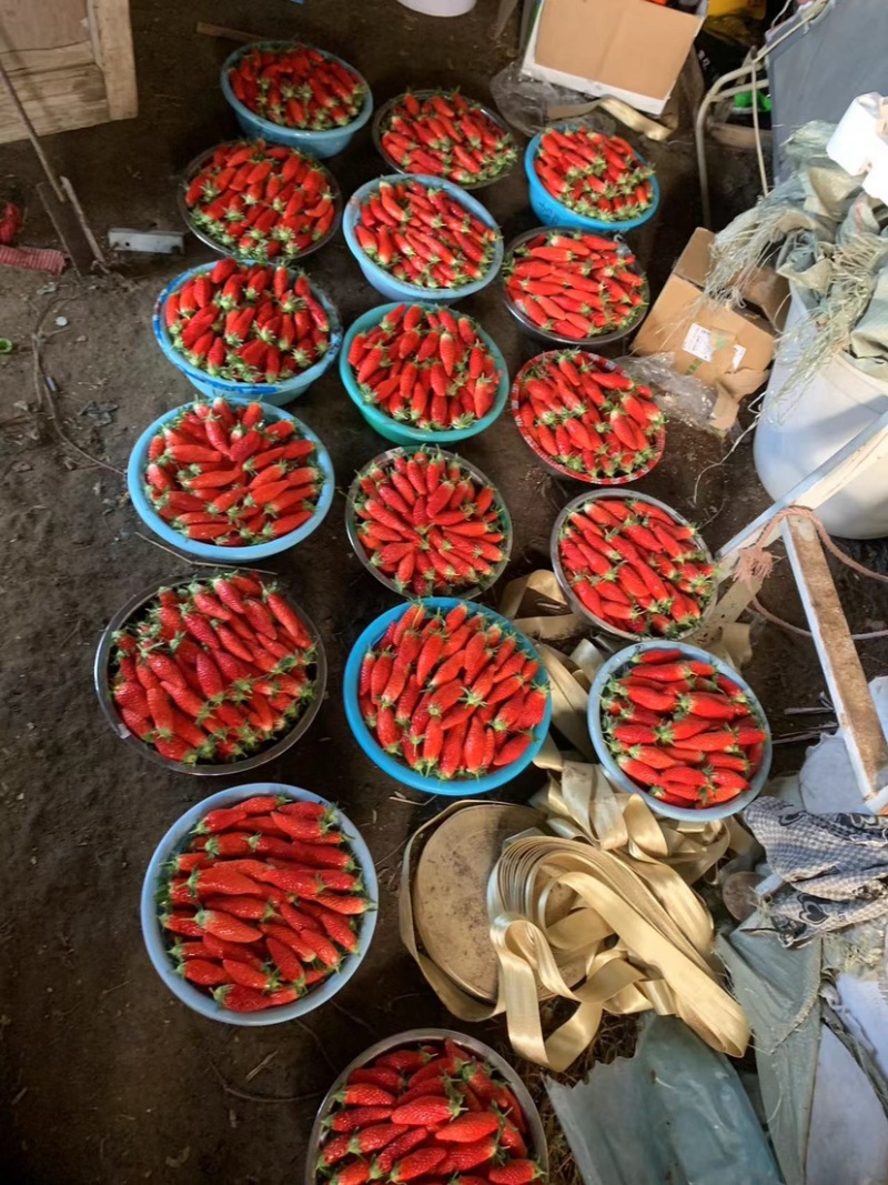香蕉草莓。乡野草莓