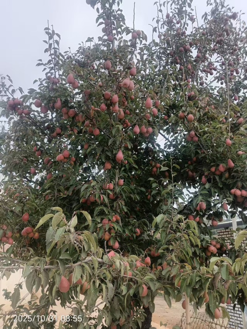 云南丁香梨大量供应货源充足，欢迎老板咨询可产地验货