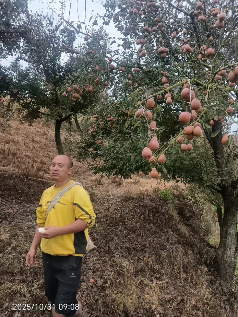 云南丁香梨大量供应货源充足，欢迎老板咨询可产地验货