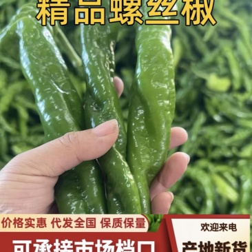 大量上市货源充足