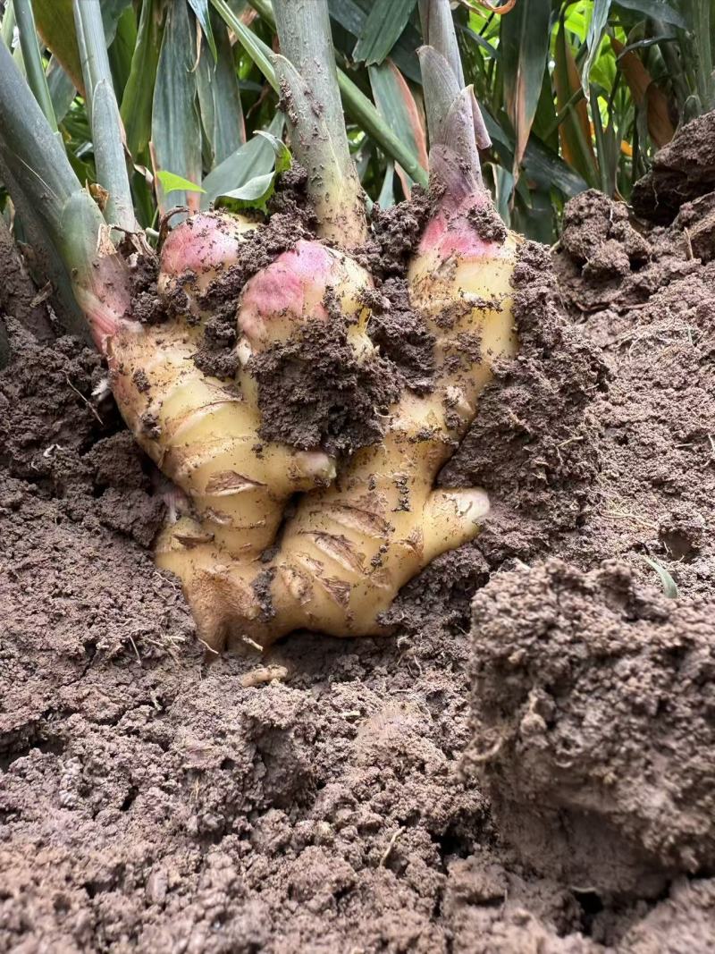 精品二黄姜
