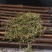 半边莲半边莲野生干货半边连半边菊中药材半边花细米草中药材