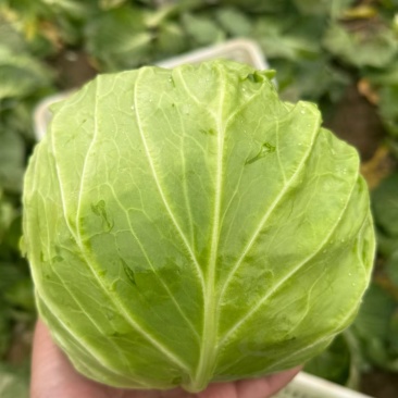 扁包菜甘蓝墨玉包菜大量上市产地直发价格便宜保质保量