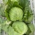 扁包菜甘蓝墨玉包菜大量上市产地直发价格便宜保质保量