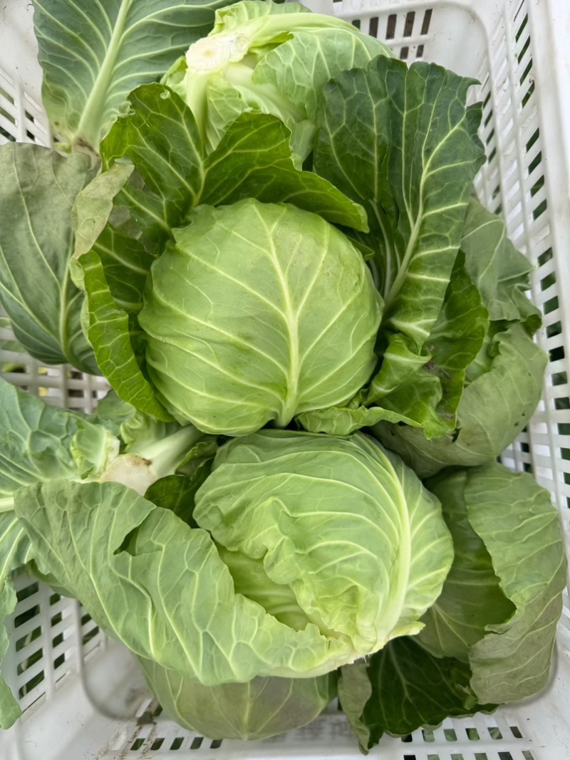 扁包菜甘蓝墨玉包菜大量上市产地直发价格便宜保质保量