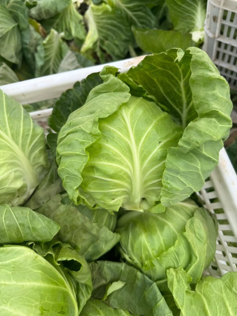 扁包菜甘蓝墨玉包菜大量上市产地直发价格便宜保质保量
