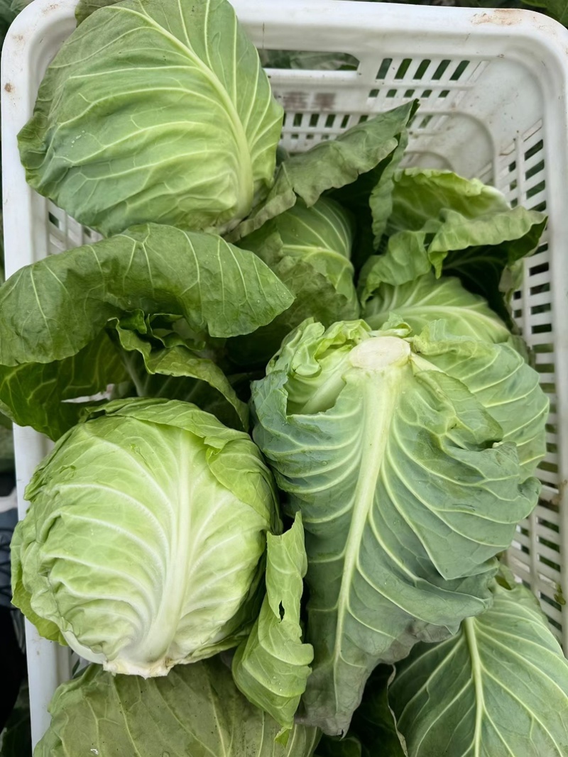 扁包菜甘蓝墨玉包菜大量上市产地直发价格便宜保质保量