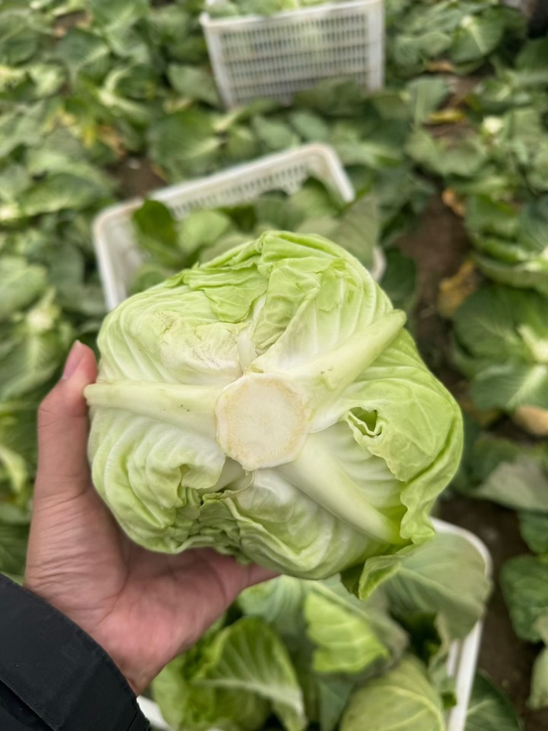 扁包菜甘蓝墨玉包菜大量上市产地直发价格便宜保质保量