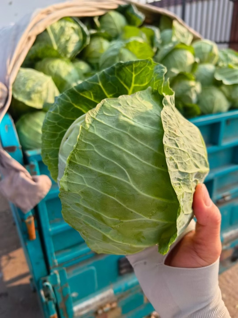 扁包菜甘蓝墨玉包菜大量上市产地直发价格便宜保质保量
