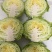 扁包菜甘蓝墨玉包菜大量上市产地直发价格便宜保质保量