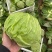扁包菜甘蓝墨玉包菜大量上市产地直发价格便宜保质保量