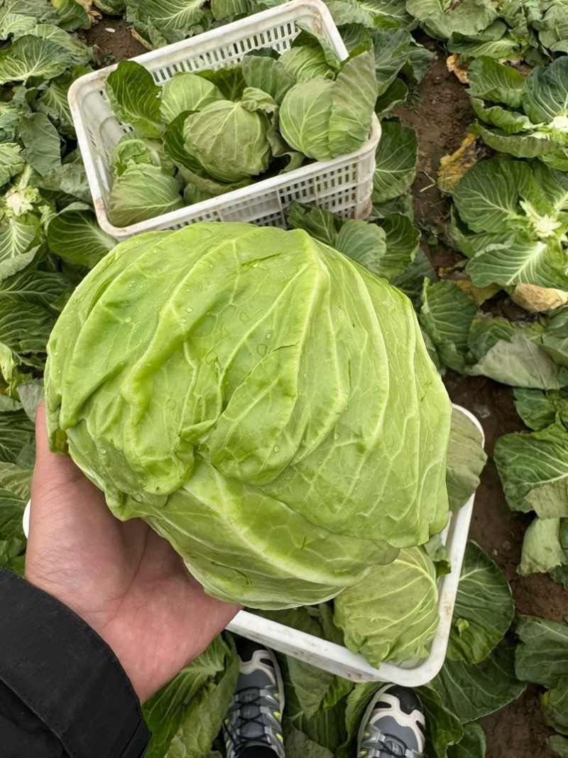 扁包菜甘蓝墨玉包菜大量上市产地直发价格便宜保质保量
