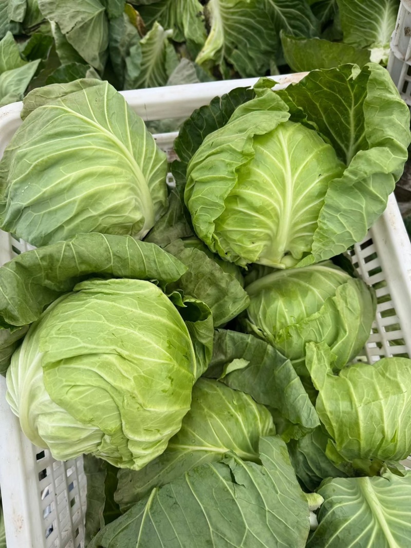 扁包菜甘蓝墨玉包菜大量上市产地直发价格便宜保质保量