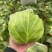 扁包菜甘蓝墨玉包菜大量上市产地直发价格便宜保质保量