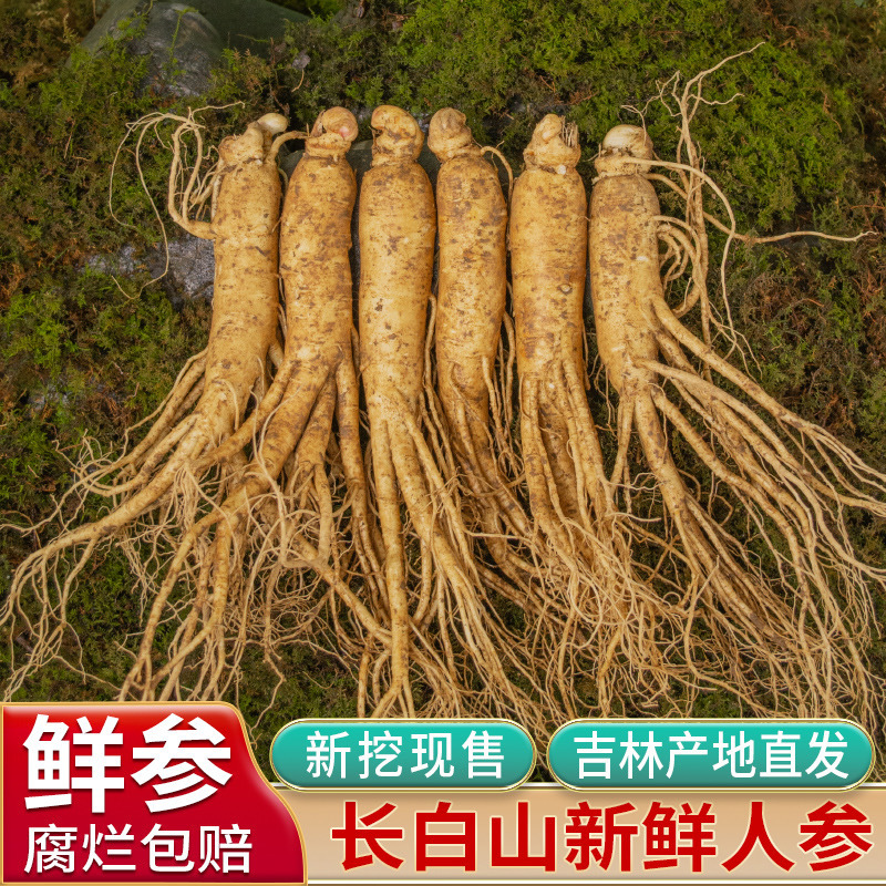 新鲜人参（批发）长白山鲜人参吉林通化产地直发现挖