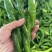 大量上市货源充足