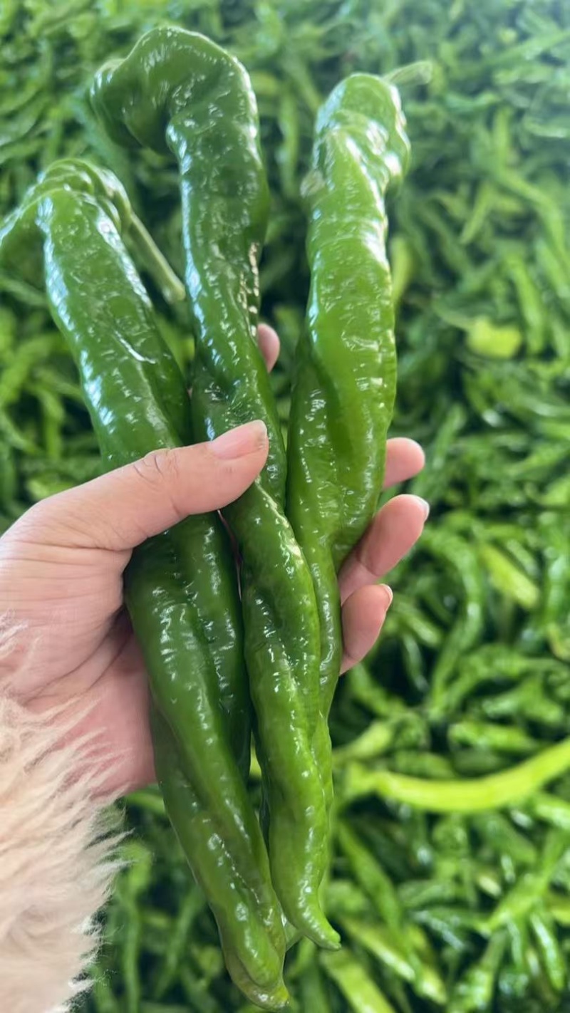 大量上市货源充足