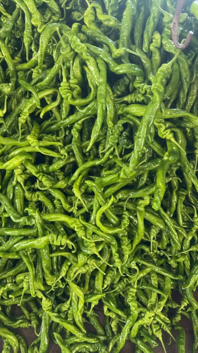大量上市货源充足