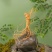 新鲜人参（批发）长白山鲜人参吉林通化产地直发现挖