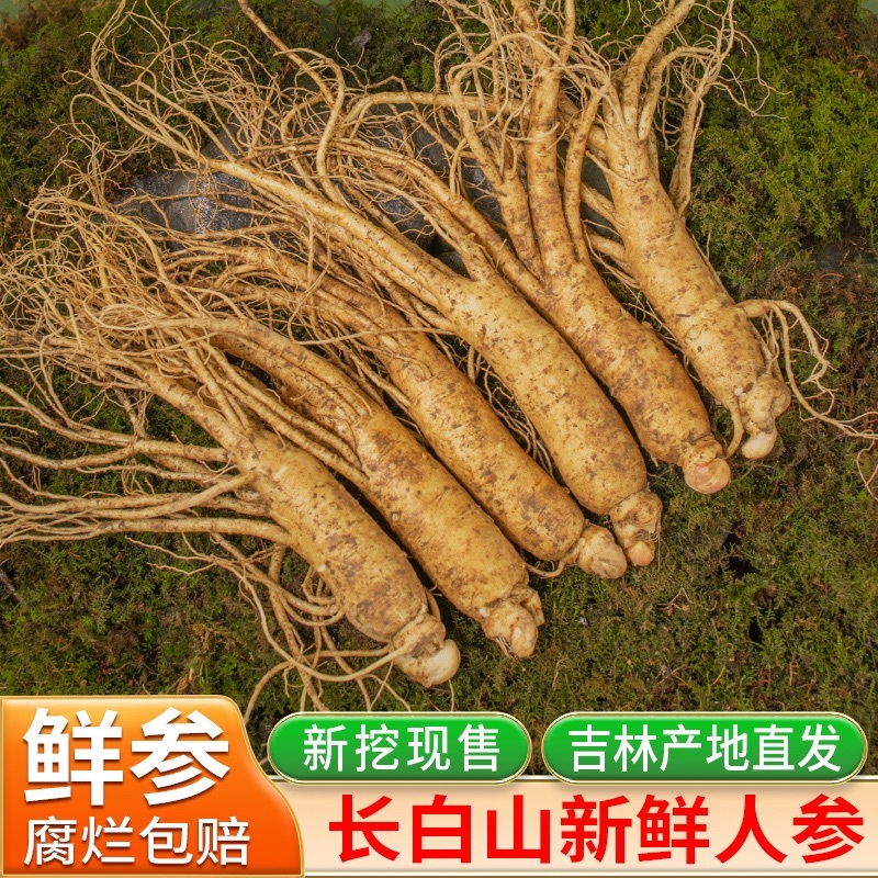 新鲜人参（批发）长白山鲜人参吉林通化产地直发现挖