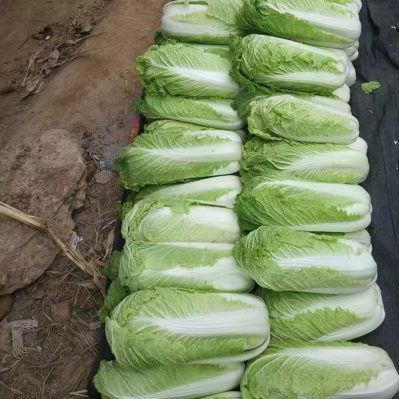 （精）北京新三号大白菜黄心菜大量供应泡菜厂加工厂价格便宜