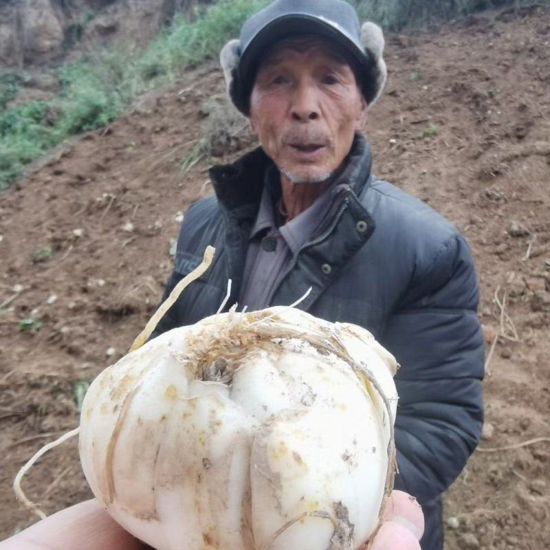 兰州百合干兰州产地直发规格齐全欢迎咨询下单